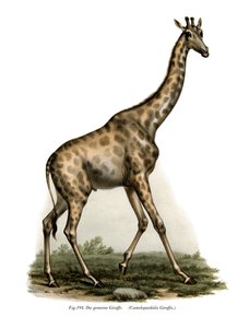キリン、1860 作： German School